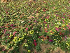 -羊亭河湿地公园