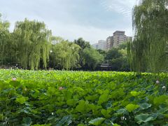-莲湖公园