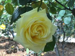 -人民公园(罗湖区)