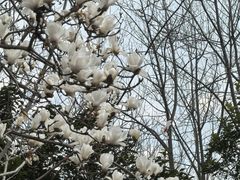 -合肥滨湖国家森林公园