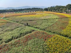 -苏州太湖西山岛开心农场