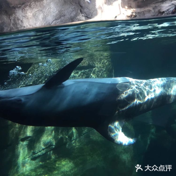大阪海游馆不可错过