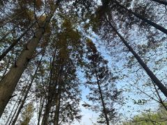 -桤木河湿地公园