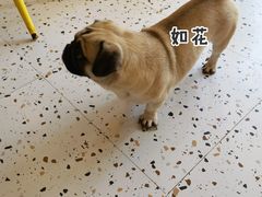 -喜柴咖啡·柴犬狗咖