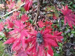 -丹东天桥沟景区