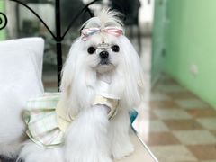 -鑫艺宠物美容培训学校