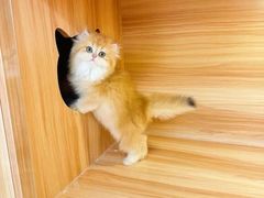 -猫十亿·布偶金渐层·曼基康矮脚猫舍(青年路店)