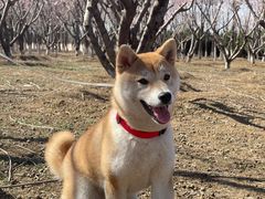 -宠福鑫康馨动物医院·骨科·眼科