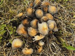 -汉长安城未央宫国家考古遗址公园