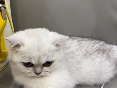 -安安宠医宠物医院·异宠·犬猫内科(岳阳分院)