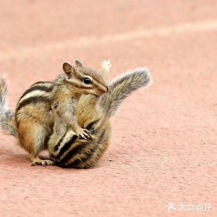 昭陵｜花栗鼠母子的故事