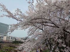 -嘉定紫藤园