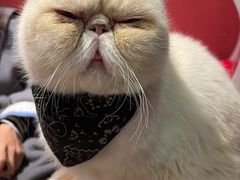 -猫色咖啡·猫咖