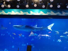 -烟台海昌鲸鲨海洋公园