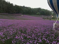 -大塘金香草谷