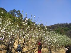 -南国桃园旅游度假区