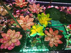 -朱桥甲鱼馆(淮海西路店)