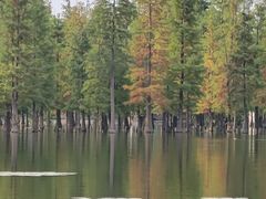 -白鹭湾湿地公园