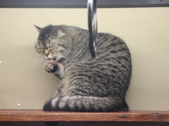 -猫咪博物馆(顶澳仔猫街店)