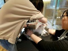 -Pets First伊珊娜洗护·精致美容·家庭式寄养(新会路店)