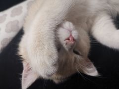 -东方名猫馆·英短金渐层布偶猫舍(环线广场1号楼店)