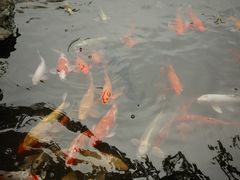 -果然居酒家 · 顺德园林私房菜