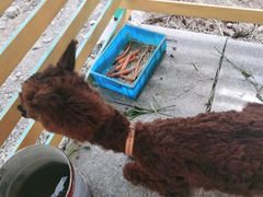 -美家乐农庄·露营·团建(大治路店)