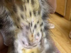 -伟伟宠物医院·CT影像中心·瑞派犬猫综合性门诊(汉口总院)
