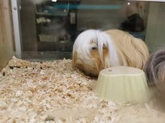 -藦茜花园宠物主题亲子互动体验馆(国顺东路店)