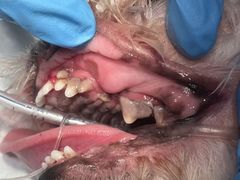 -拜鲁耶动物诊疗中心·宠家动物医院