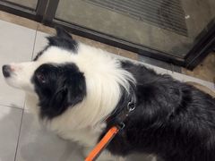 -关爱宠物医院·猫科中心·消化科(滨湖万达分院)