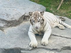 -北京野生动物园