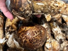 -蘑统田下·野生菌火锅