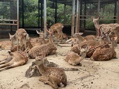 -海南热带野生动植物园