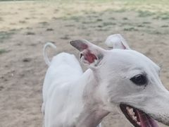 -爪吧宠物乐园 (温榆河示范区店)