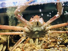 活蟹-蟹之国·精品蟹料理(极地店)