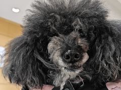 -美联众合动物医院·24h京西诊疗中心