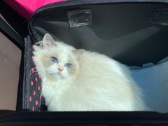 -momokira米努特·德文卷毛猫·棉花面纱犬