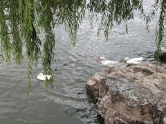-迎泽公园