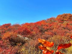 -北京西山国家森林公园