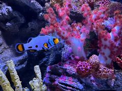 -暹罗海洋世界