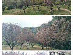 -无锡梅园公园