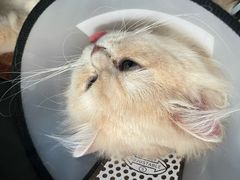 -伟伟宠物医院·瑞派猫友好医院·猫科(光谷店)