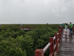 -北海金海湾红树林生态旅游区