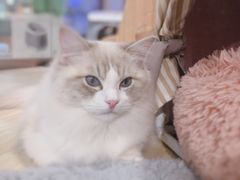 -momokira米努特·德文卷毛猫·棉花面纱犬