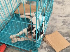 -翊宠yipet猫狗购宠庄园犬舍•猫舍