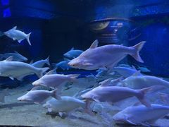 -成都浩海立方海洋公园