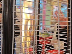 -金鼎雪山牦牛杂火锅(理县总店)