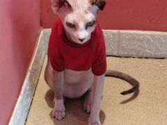 -藏猫猫咖啡主题馆(中央大道店)