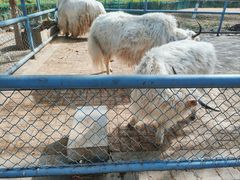 -长白岛森林公园